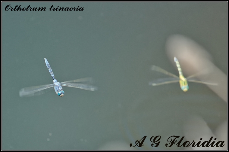 O. trinacria in volo